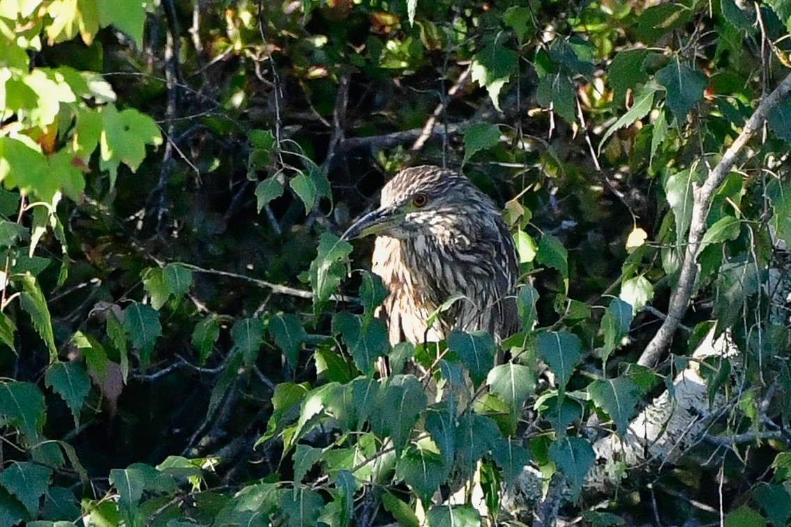 Black-crowned Night Heron - Cristine Van Dyke