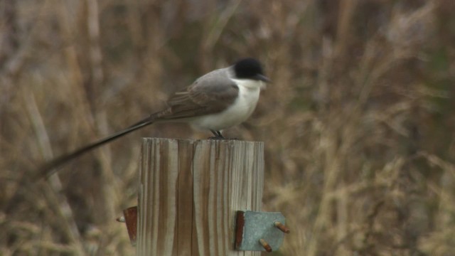 Fork-tailed Flycatcher - ML484304