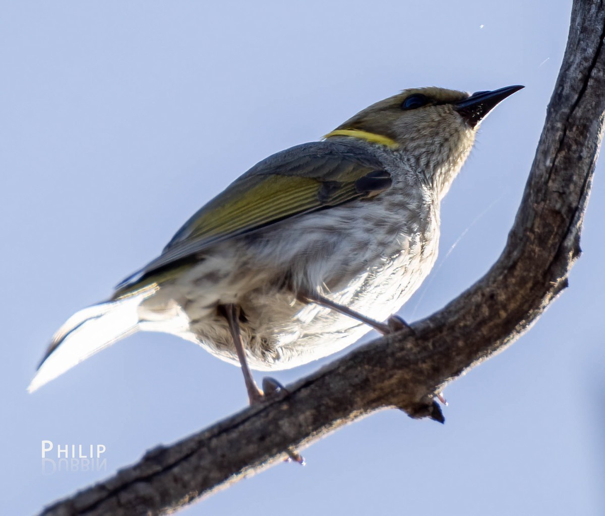 Yellow-plumed Honeyeater - ML484304621