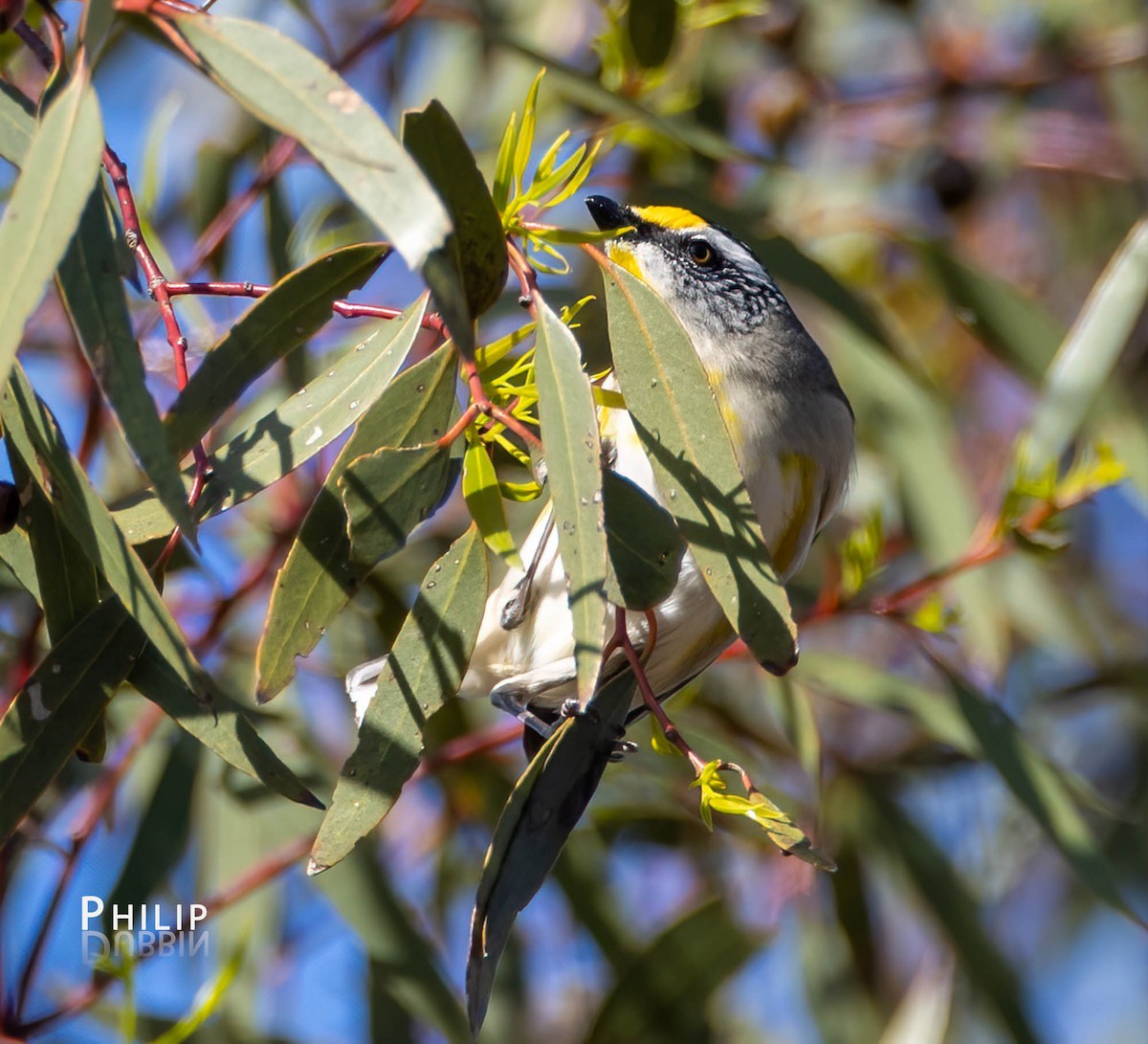 Pardalote Estriado - ML484304681