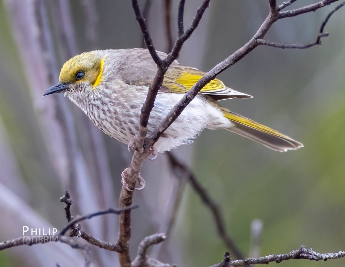 Yellow-plumed Honeyeater - ML484304921