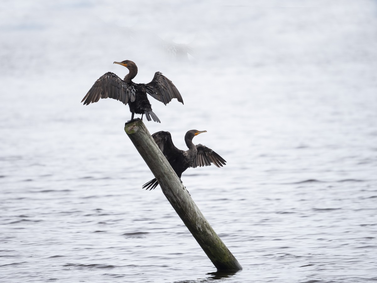 Anhinga - ML484305321