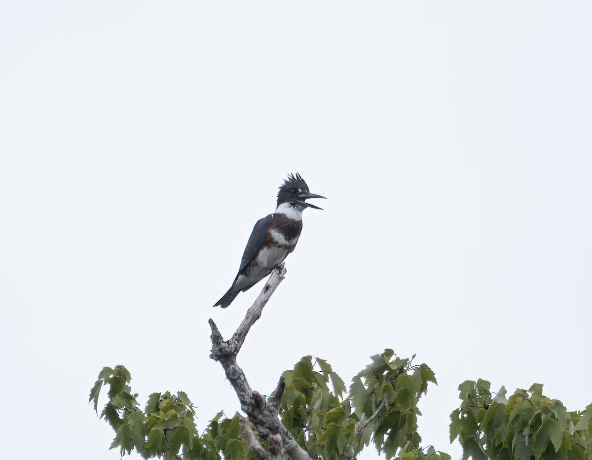 Belted Kingfisher - ML484305621