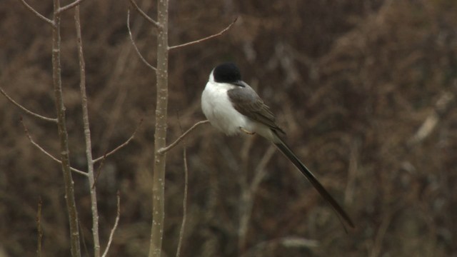 Fork-tailed Flycatcher - ML484306