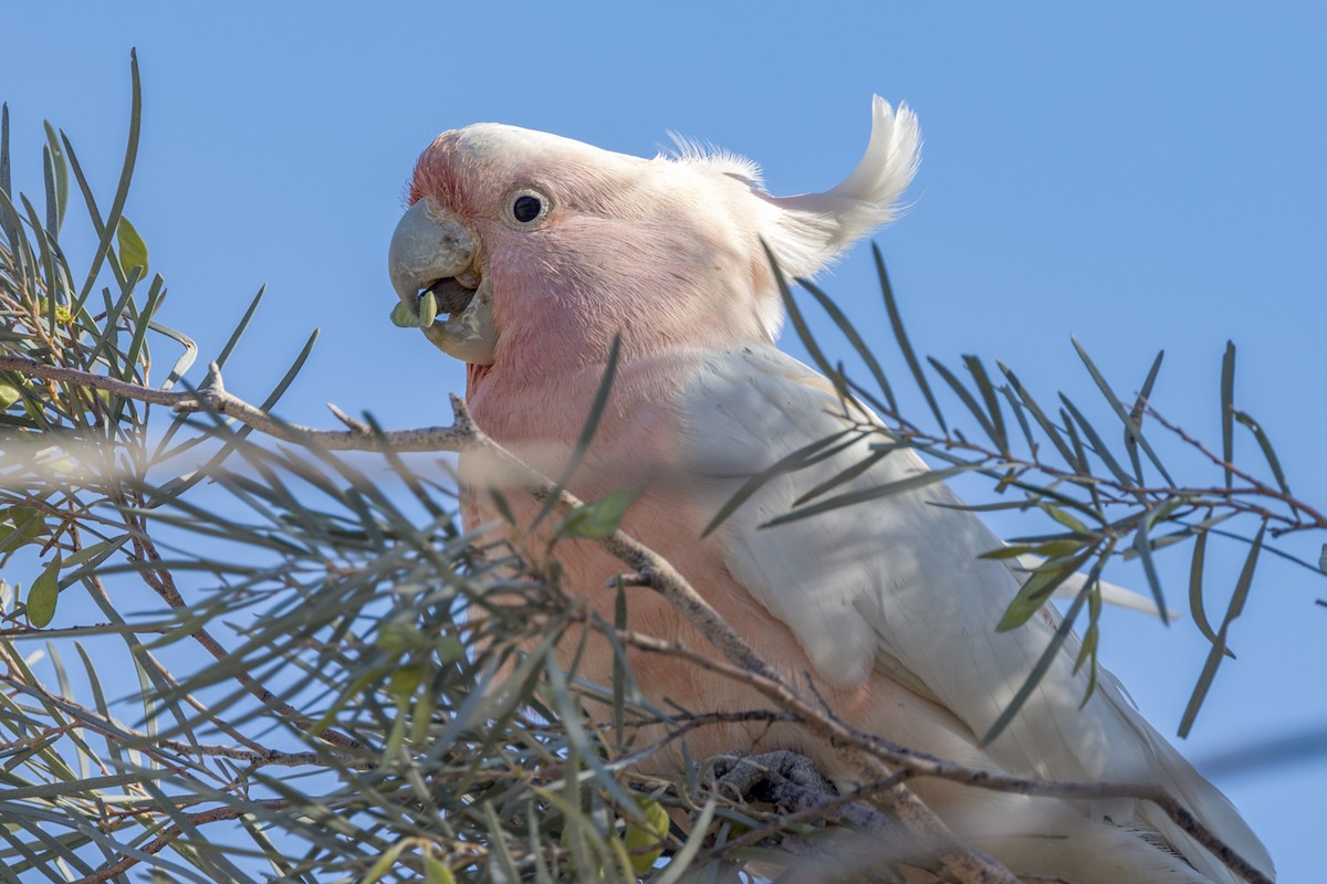 Pink Cockatoo - ML484306081