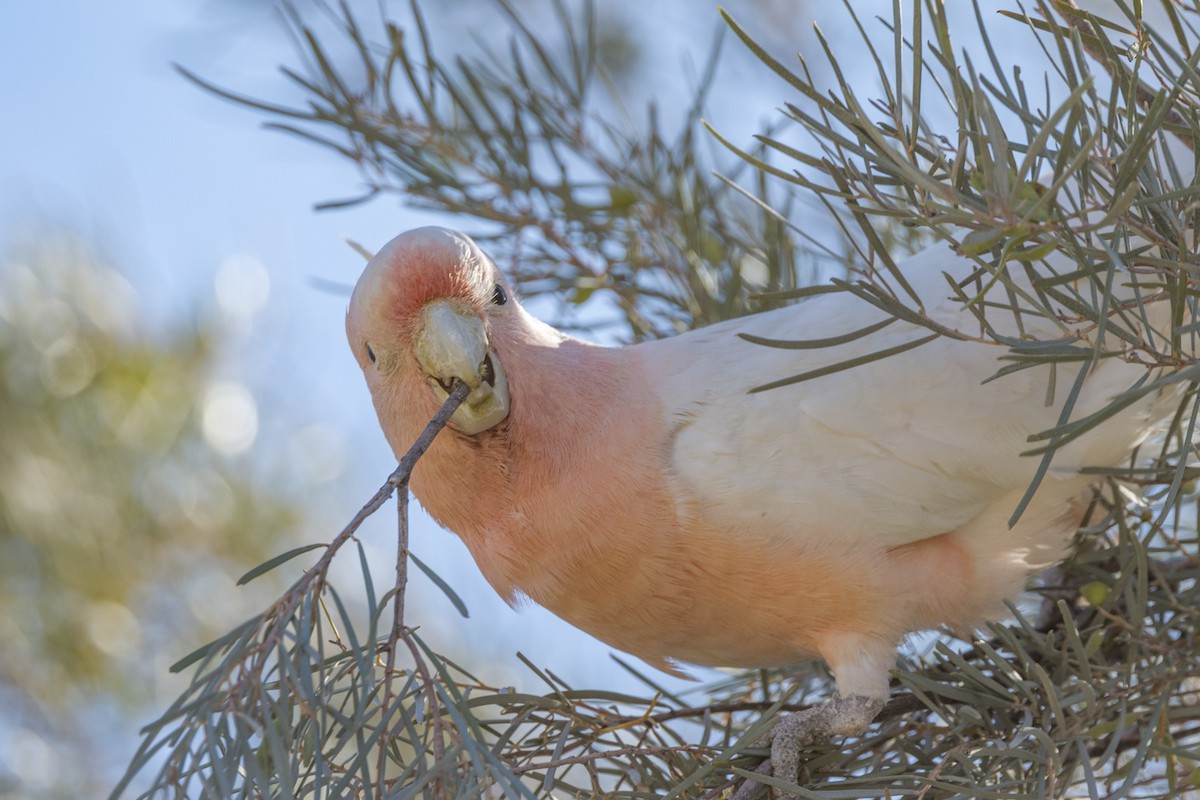 Pink Cockatoo - ML484306111