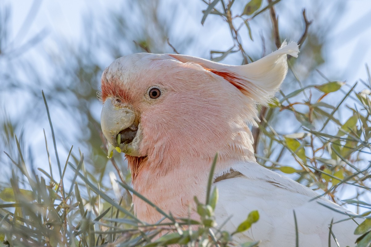 Pink Cockatoo - ML484306121