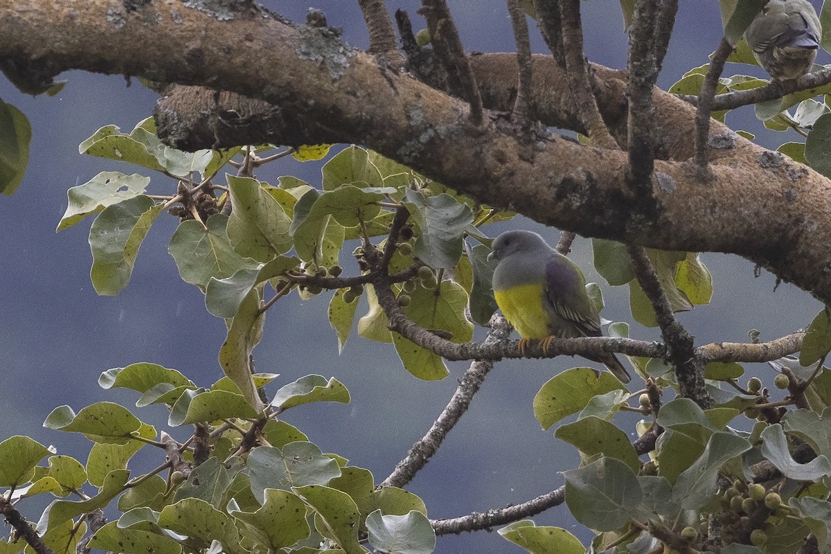 Bruce's Green-Pigeon - ML484307061