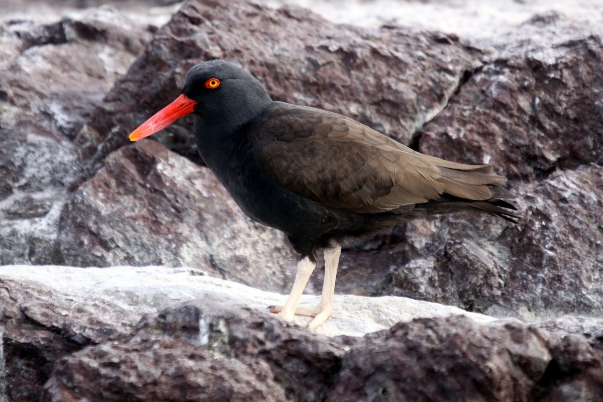 Blackish Oystercatcher - ML484307531