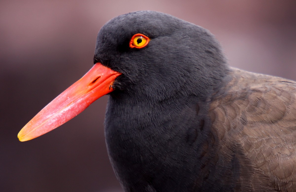 Blackish Oystercatcher - ML484307651