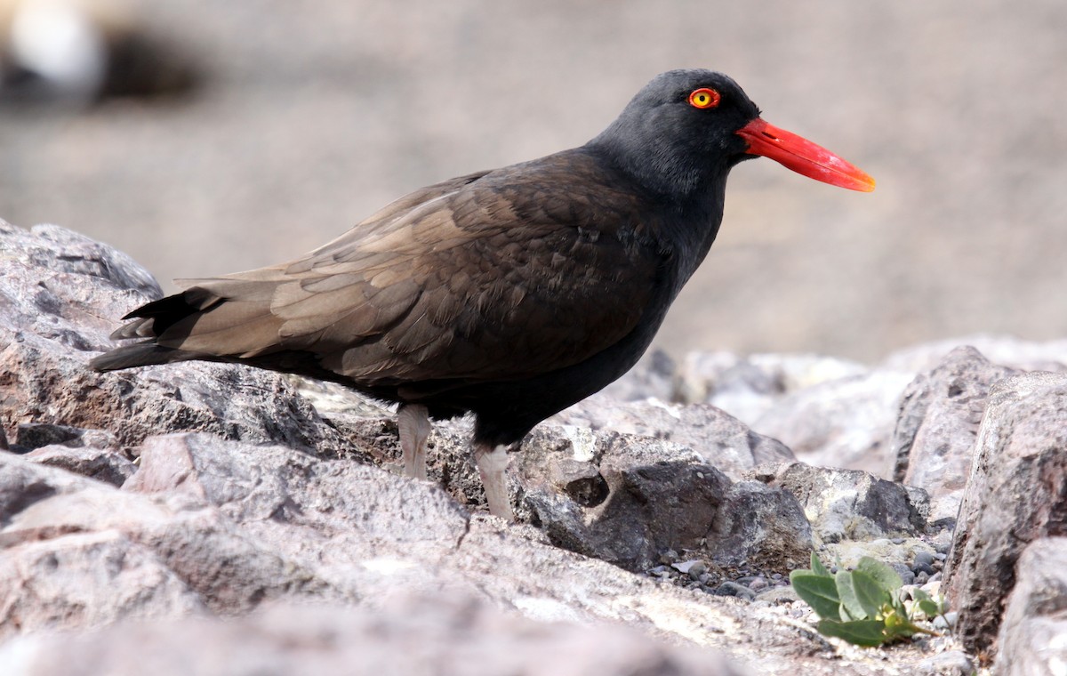 Blackish Oystercatcher - Hans-Jürgen Kühnel