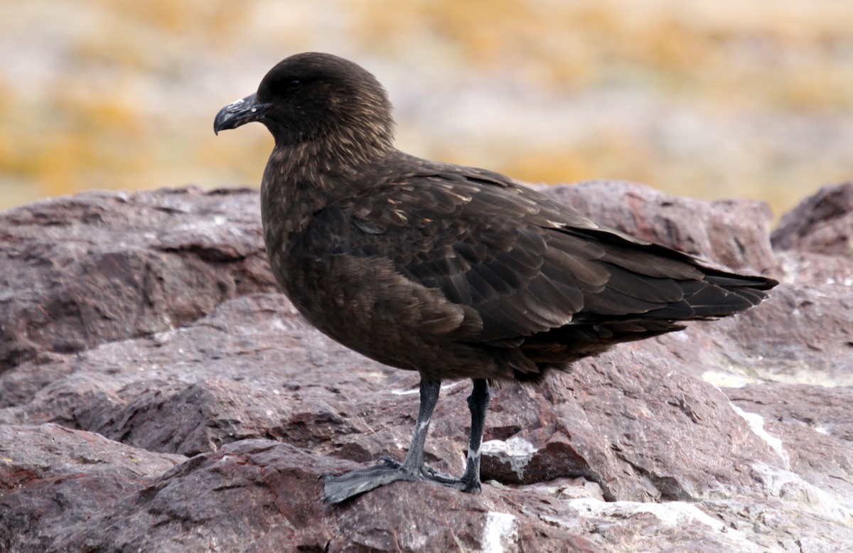 Brown Skua - Hans-Jürgen Kühnel