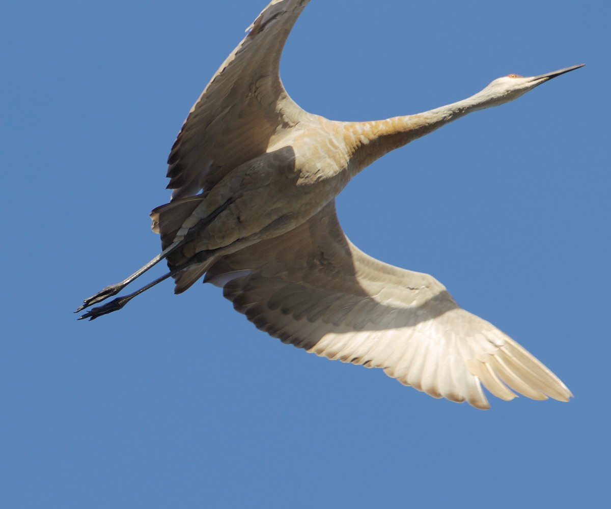 Sandhill Crane - ML484309791