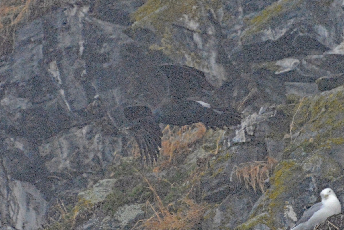 ub. skarv (Phalacrocoracidae sp.) - ML484310021