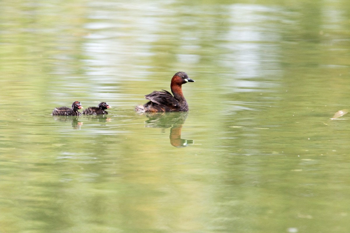 Little Grebe - ML484310821