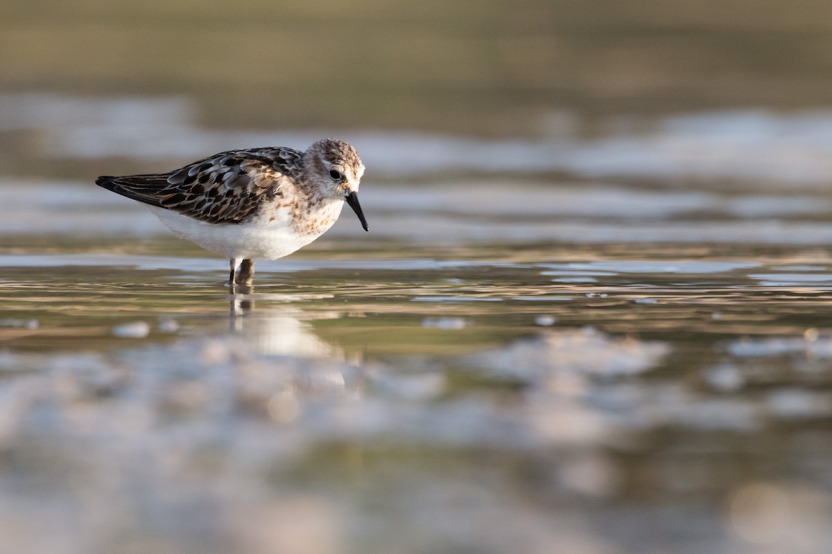 Little Stint - ML484310921