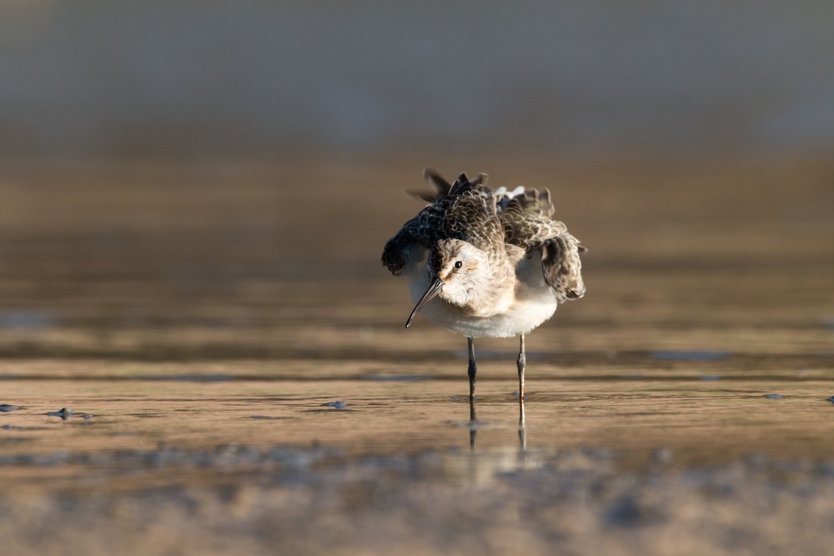 Curlew Sandpiper - ML484310961