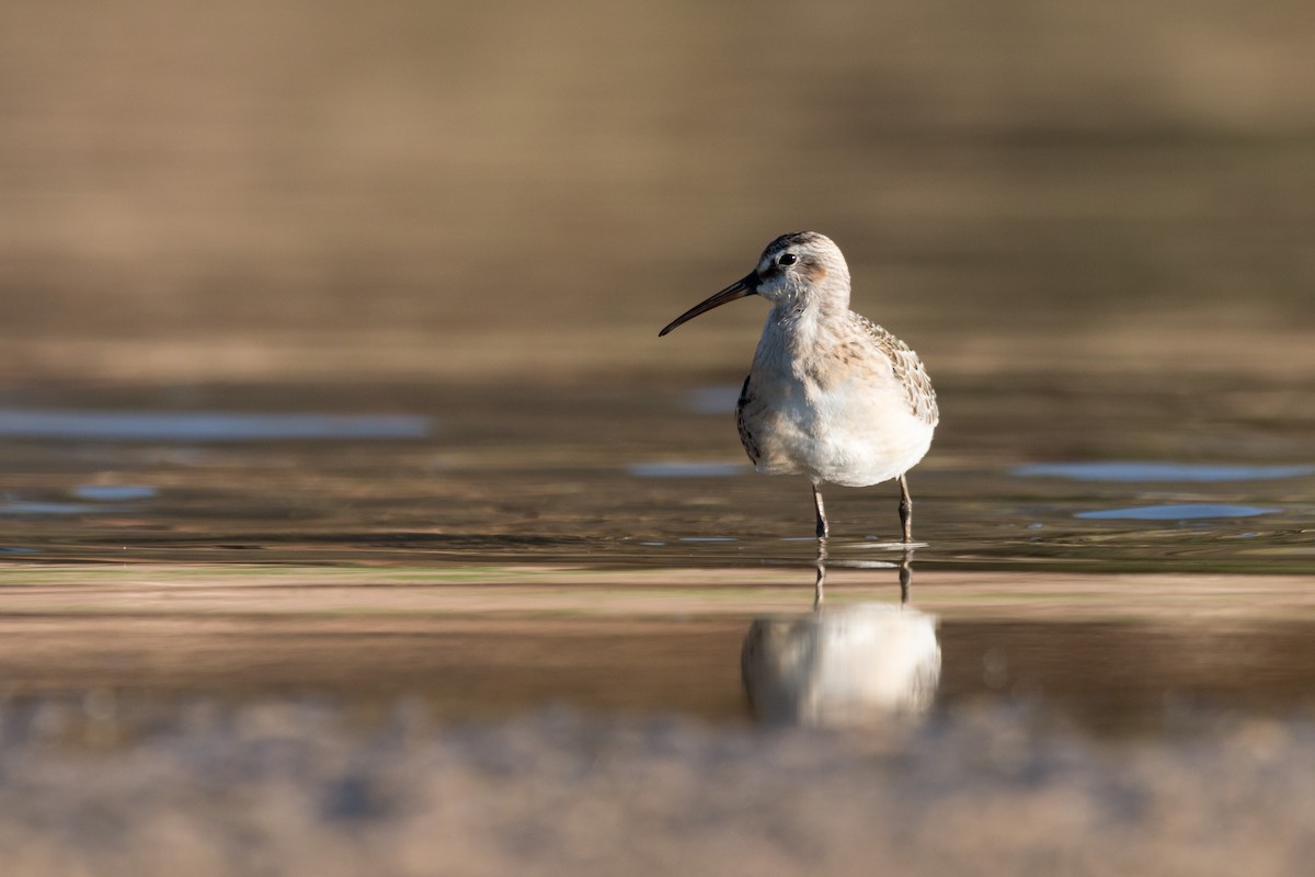 Curlew Sandpiper - ML484310971