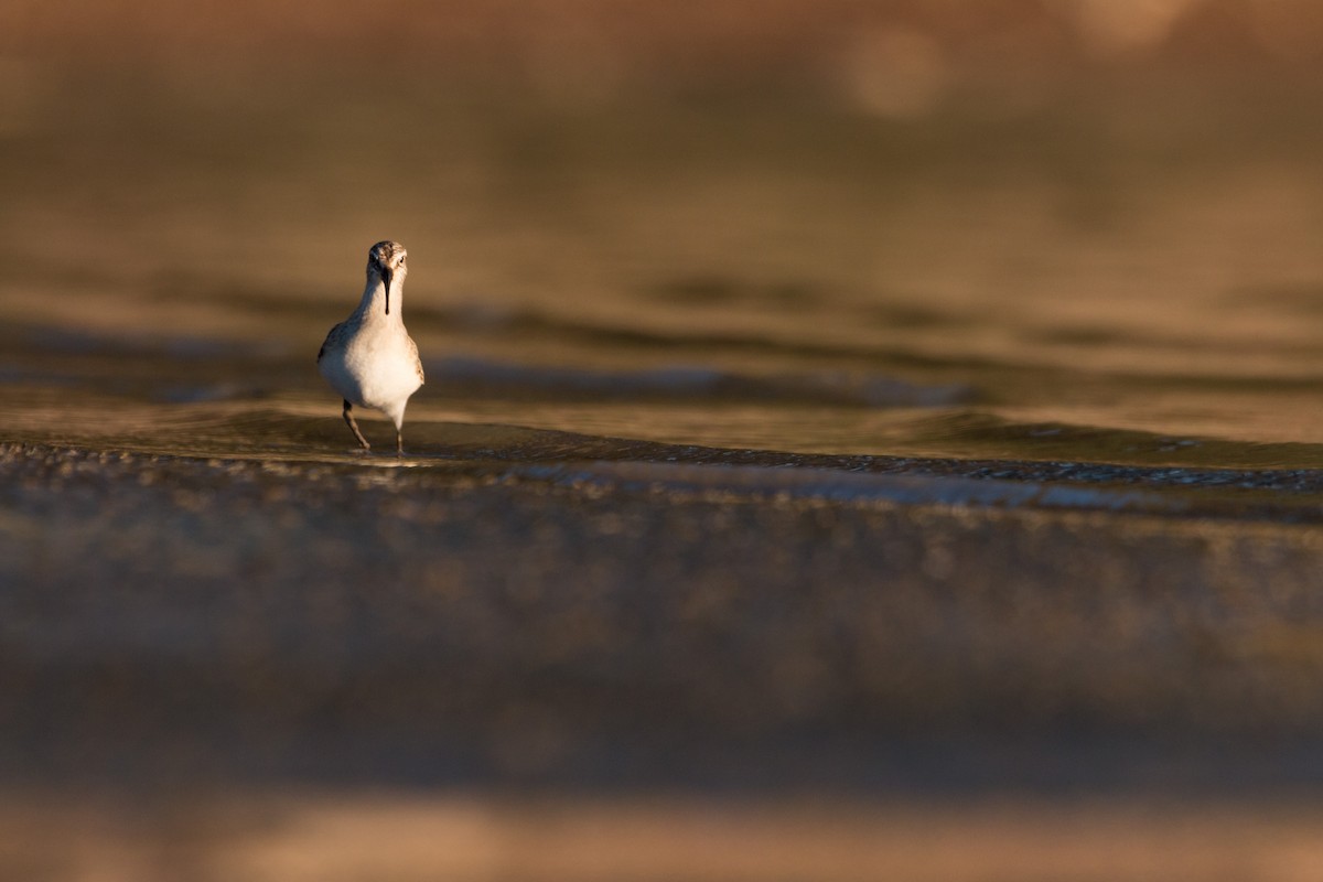 Curlew Sandpiper - ML484310981