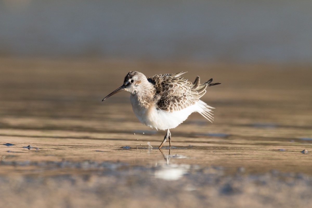 Curlew Sandpiper - ML484310991