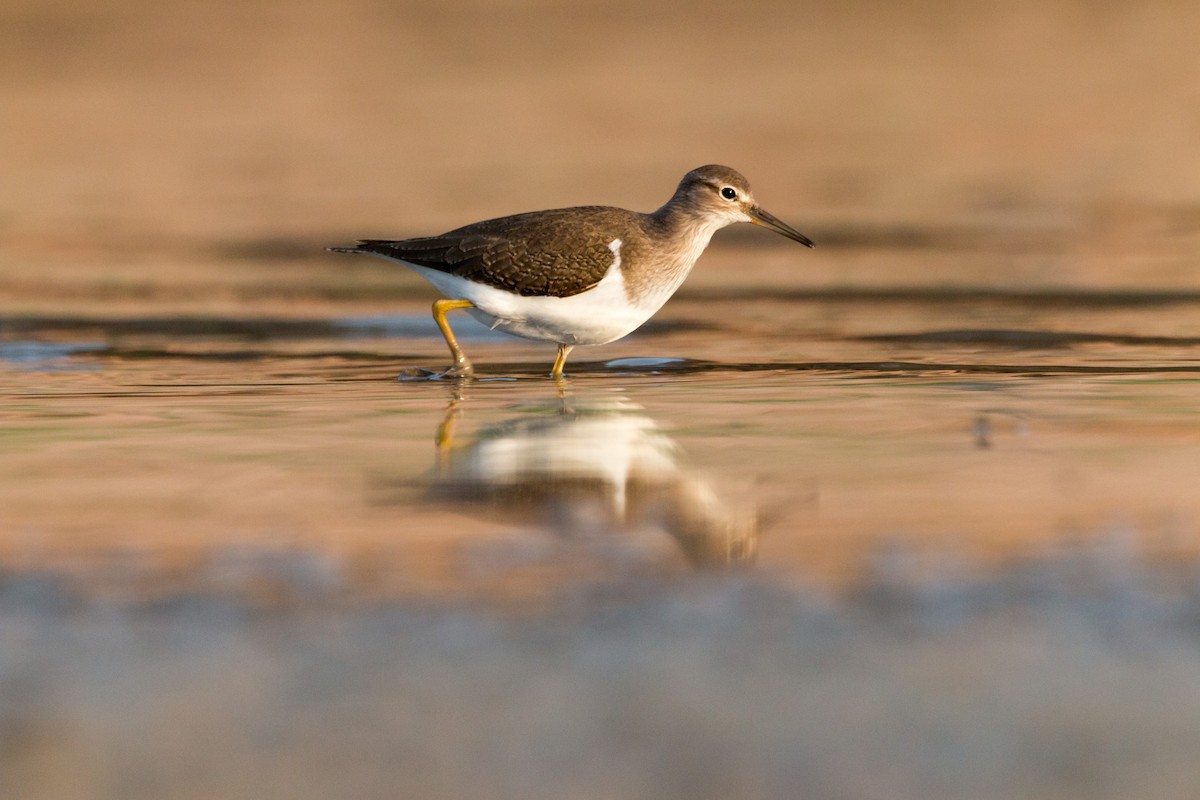 Common Sandpiper - ML484311001