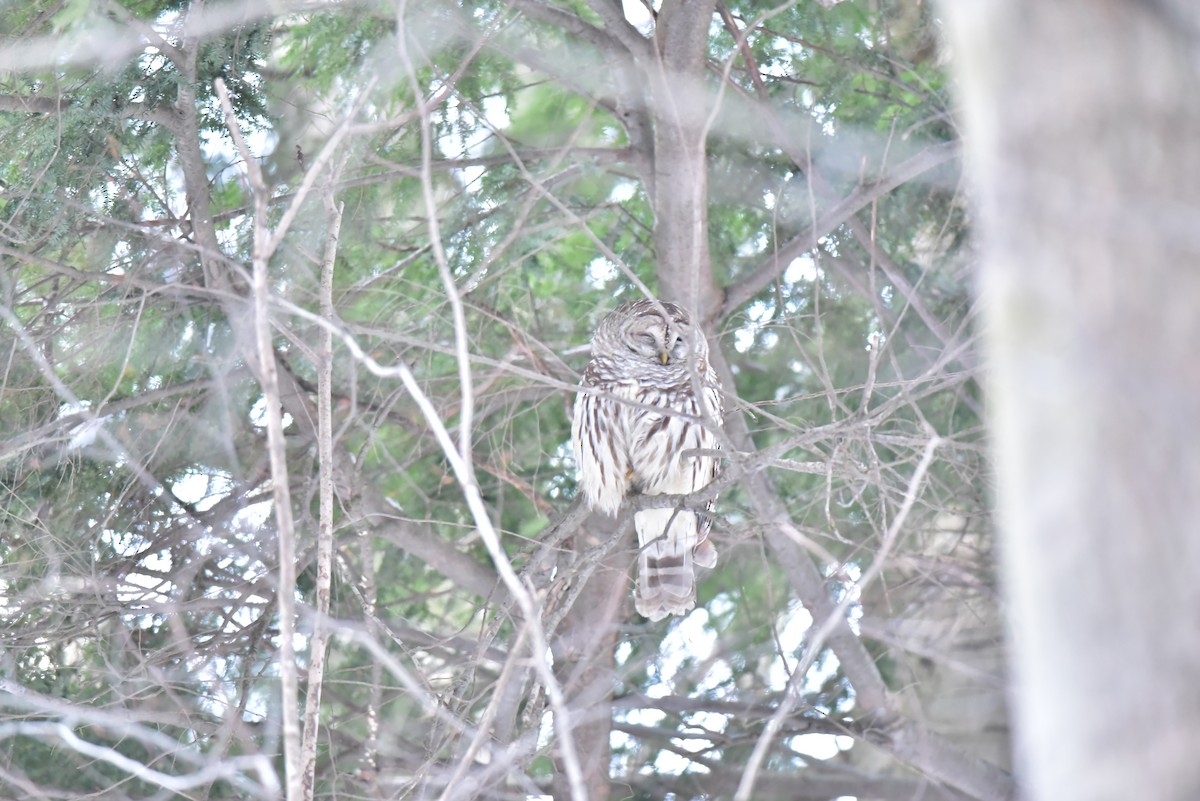 Barred Owl - ML48431331