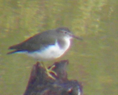 Spotted Sandpiper - ML484313461