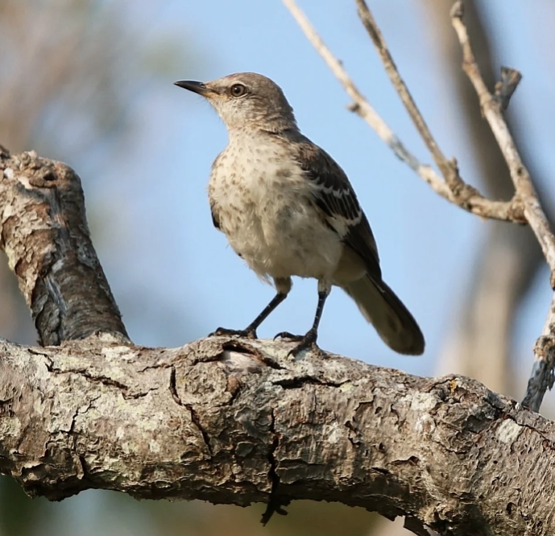Northern Mockingbird - ML484314771