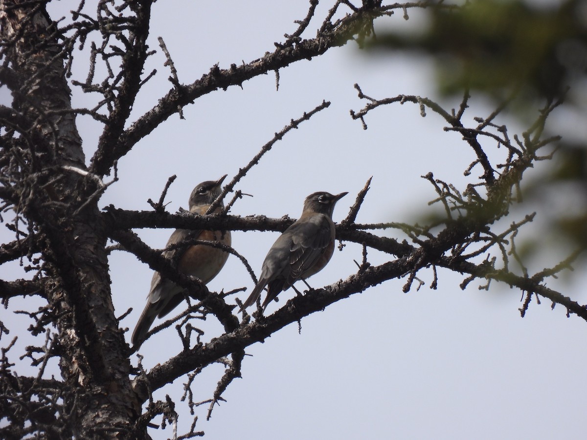 American Robin - ML484315141