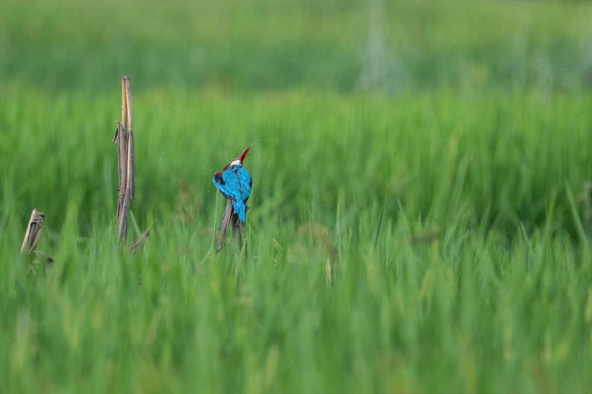 White-throated Kingfisher - ML484317641