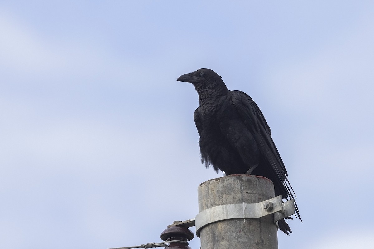 Fan-tailed Raven - ML484317661