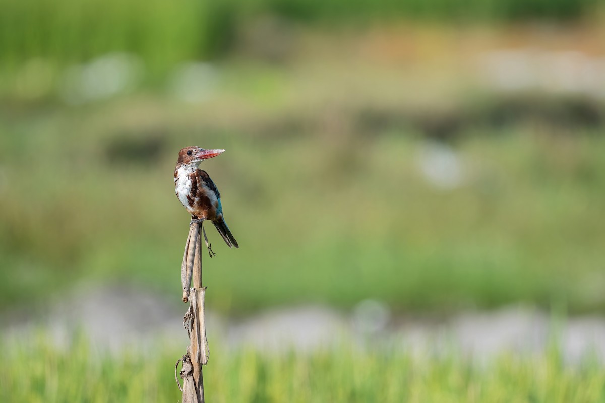 White-throated Kingfisher - ML484317681