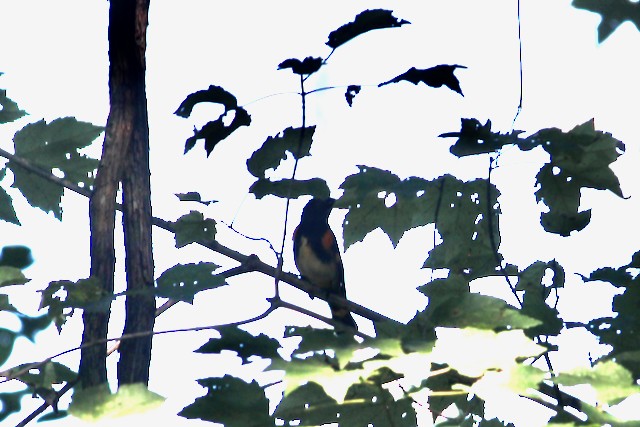 American Redstart - ML484319051