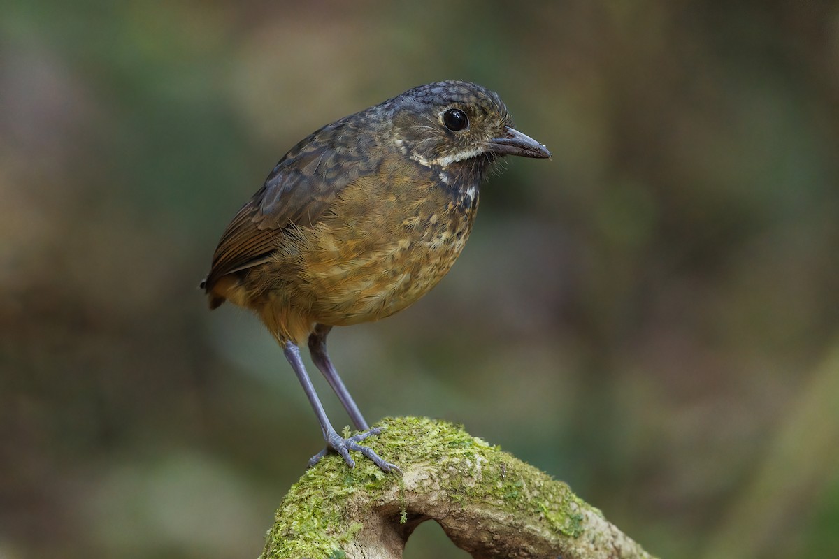 Scaled Antpitta - ML484319101