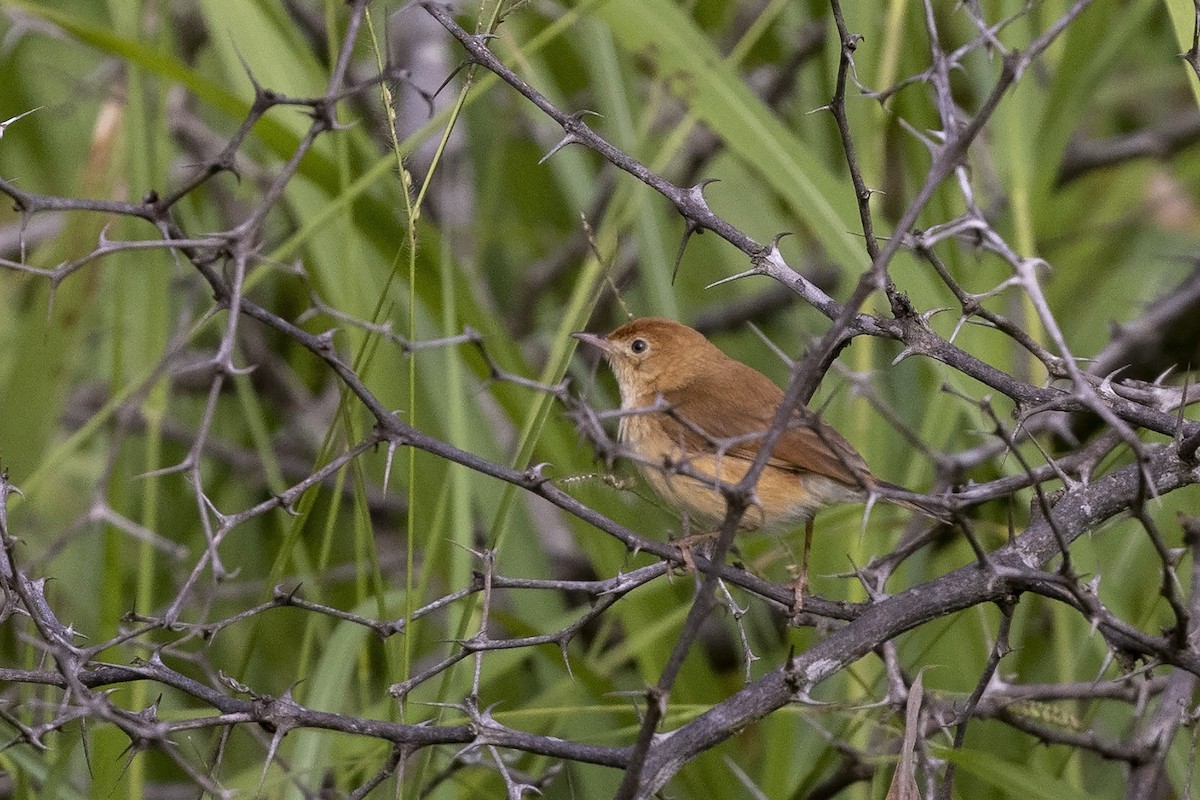 Foxy Cisticola - ML484319331