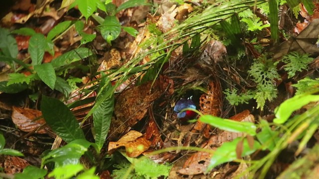 Black-crowned Pitta - ML484320