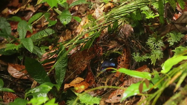 Black-crowned Pitta - ML484321