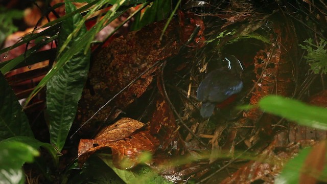 Black-crowned Pitta - ML484322