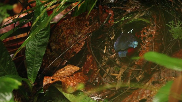 Black-crowned Pitta - ML484323