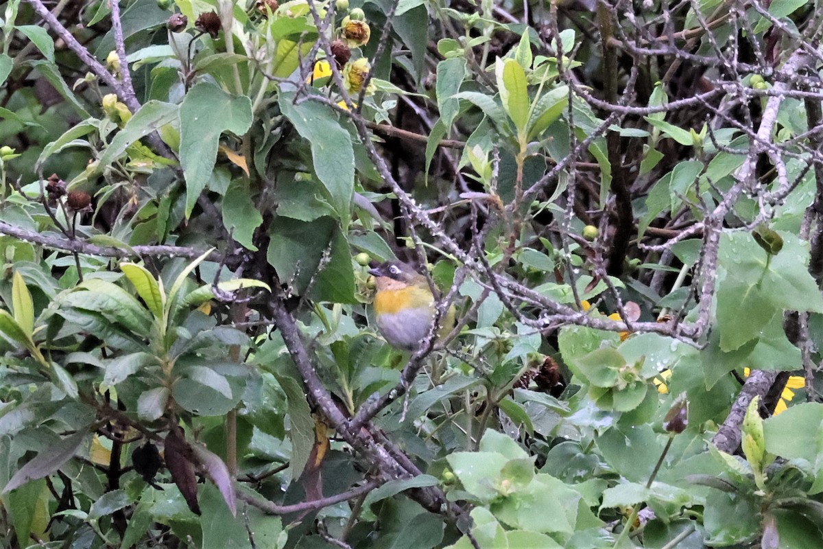 Common Chlorospingus (Venezuela) - ML484323501