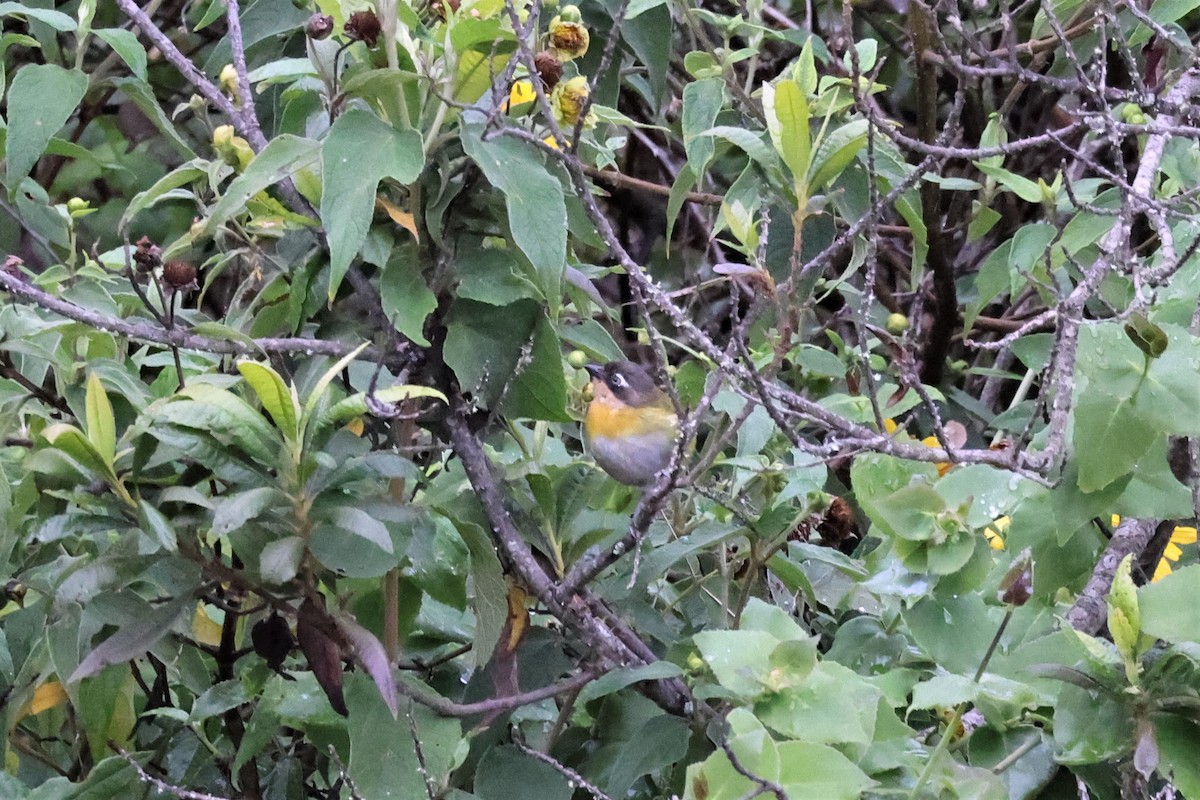 Common Chlorospingus (Venezuela) - ML484323511