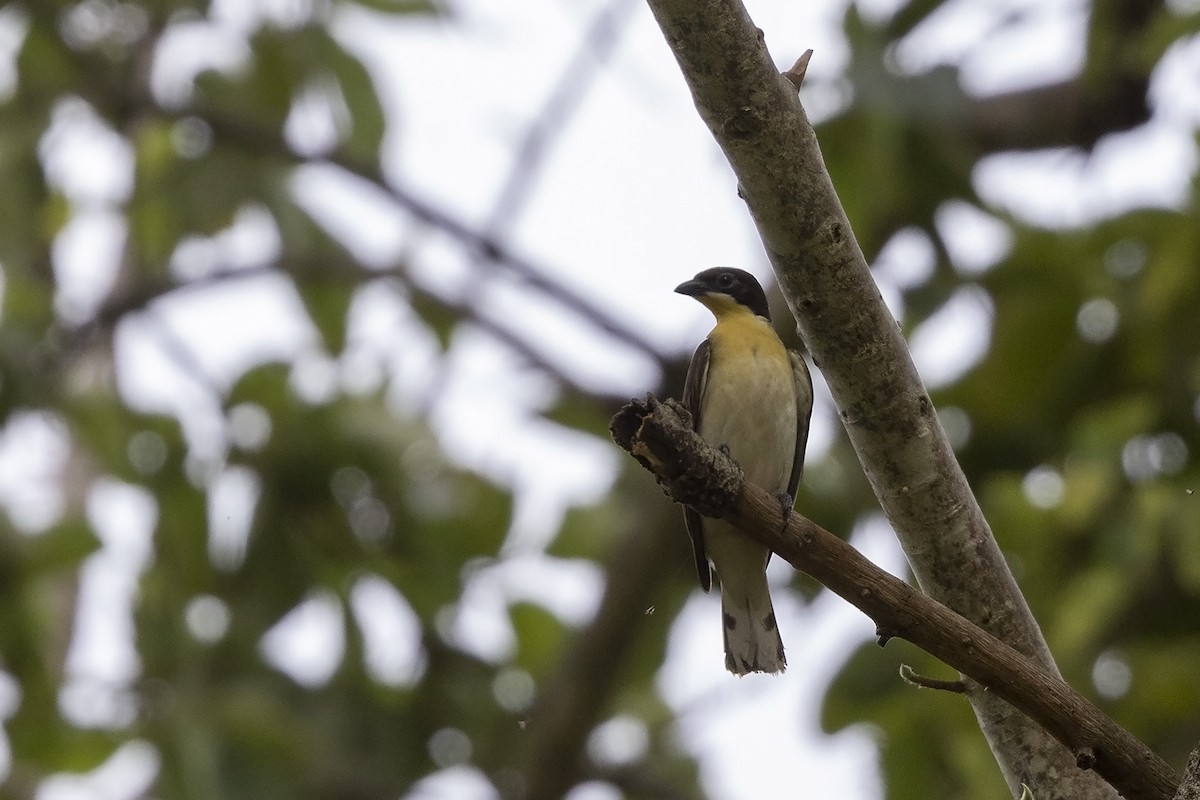 Greater Honeyguide - ML484323861