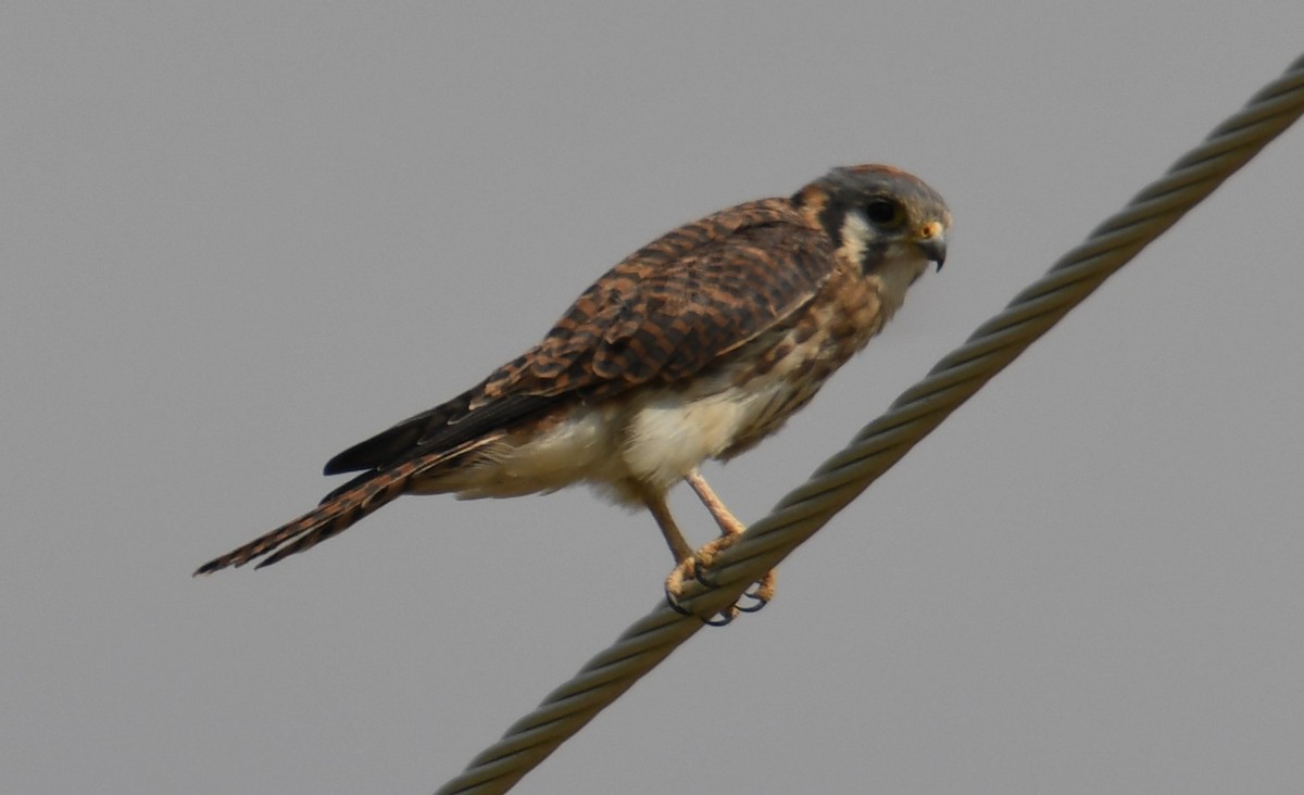 American Kestrel - ML484324581