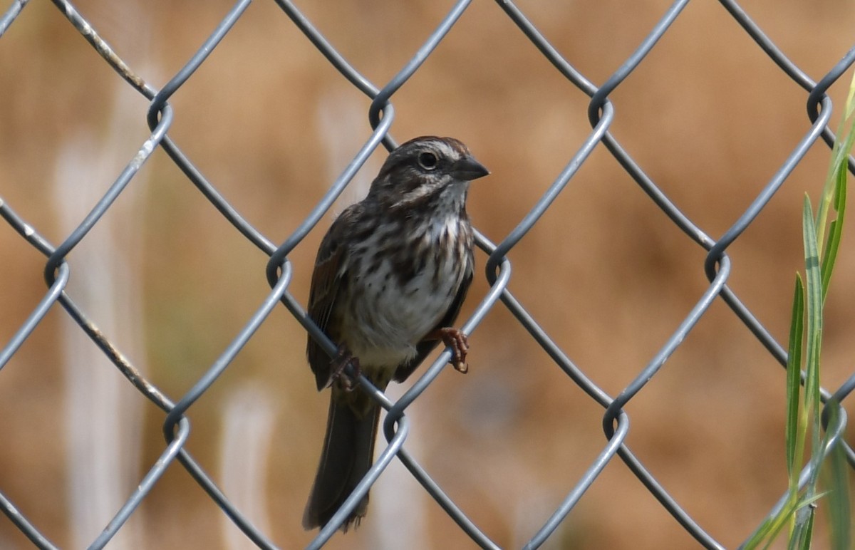 Song Sparrow - ML484324641