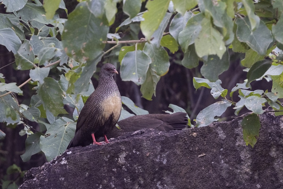 Gallinita Roquera - ML484324721