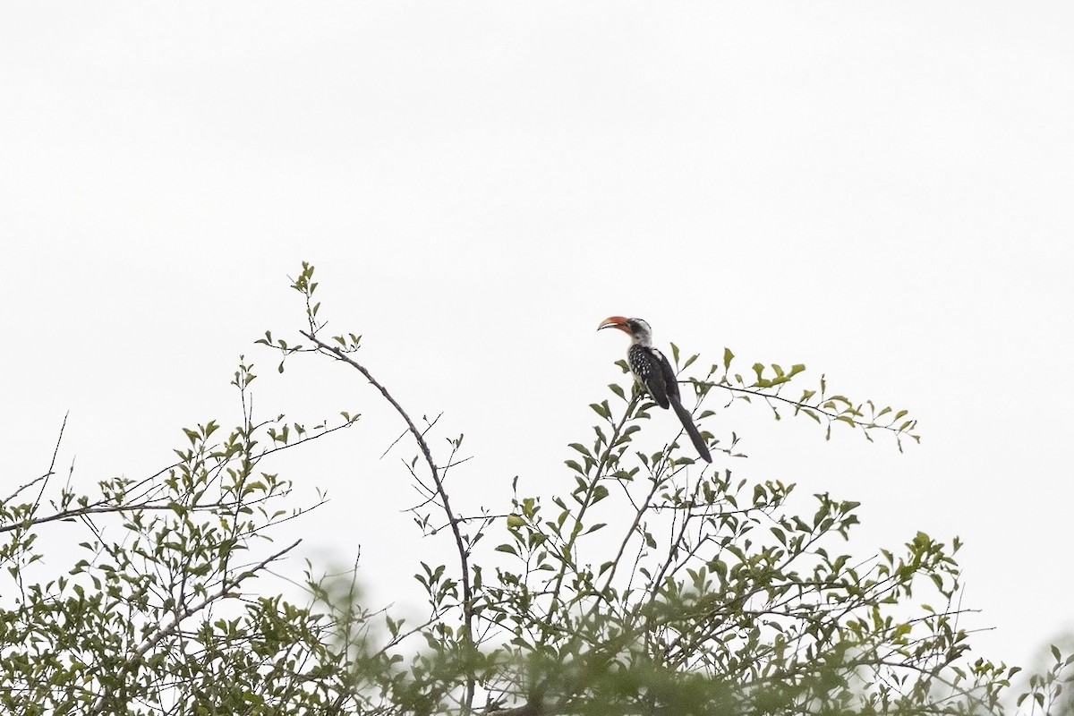 Jackson's Hornbill - ML484325811