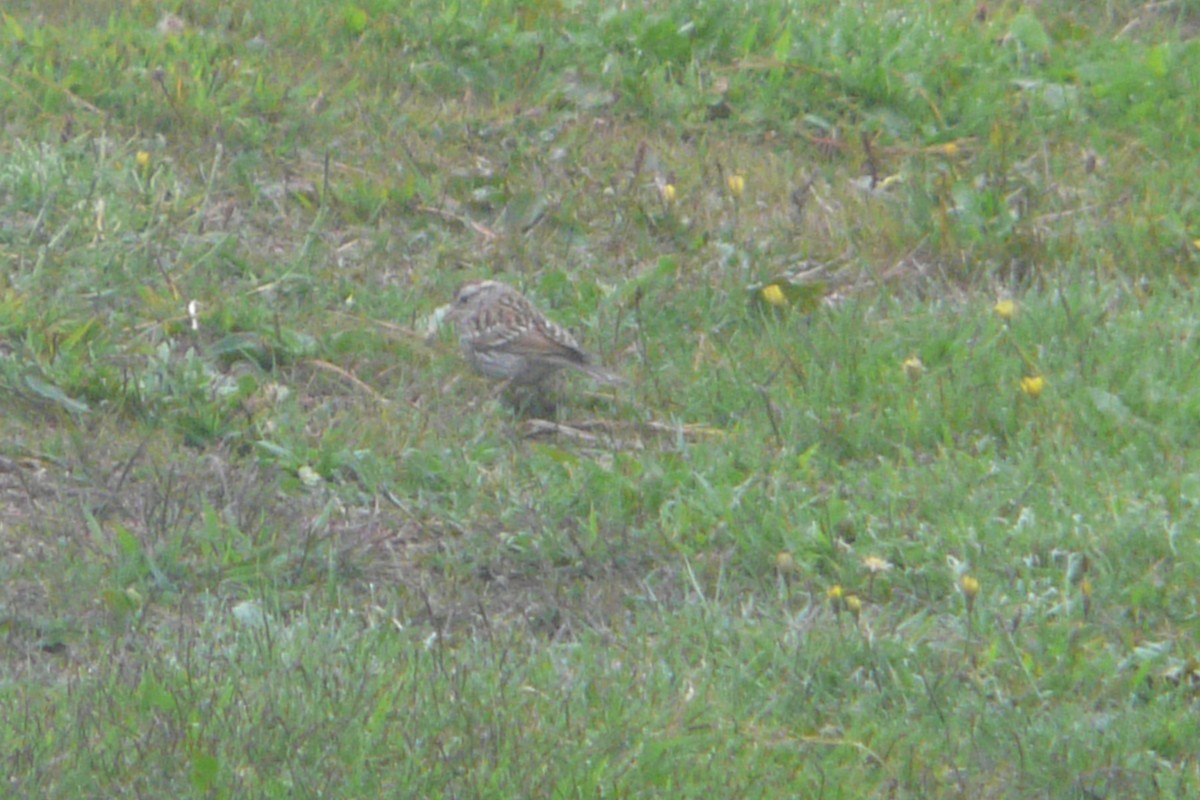 Chipping Sparrow - ML484326261