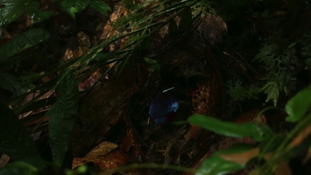 Black-crowned Pitta - ML484327