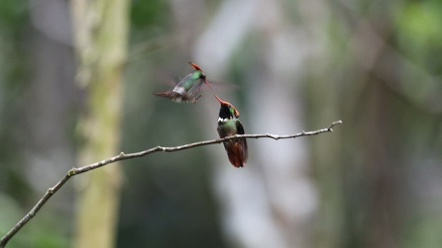 Rufous-crested Coquette - ML484327571