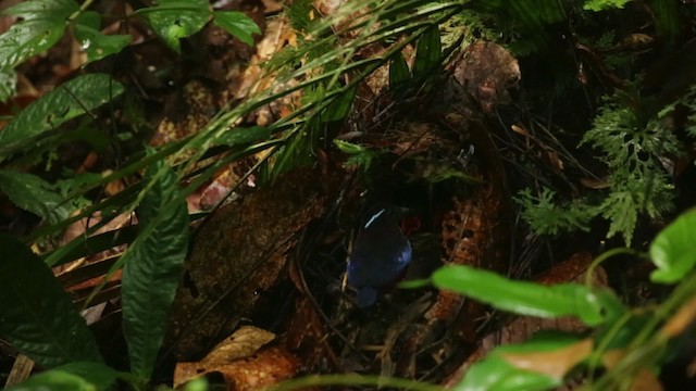 Black-crowned Pitta - ML484328